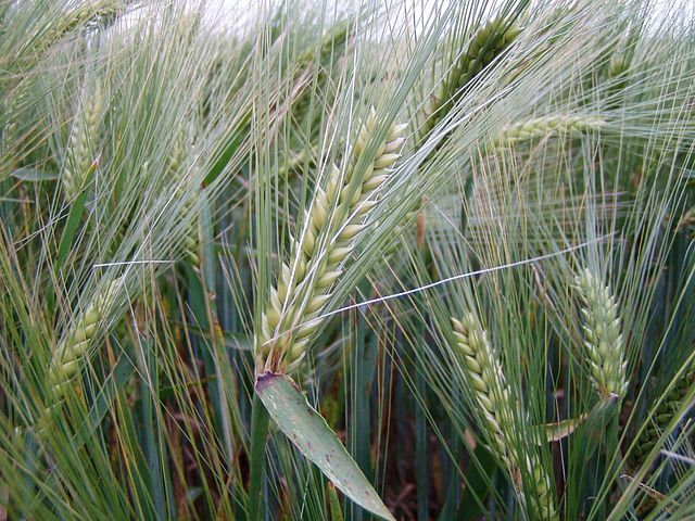 types of flour -- barley